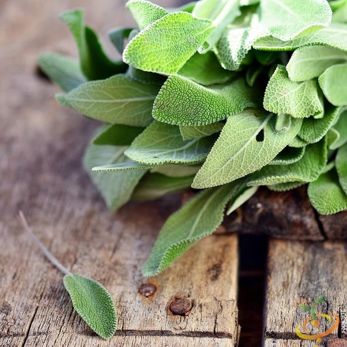 Semillas de salvia de hoja ancha (100% Heirloom/No Híbrido/No GMO). 25 semillas aproximadamente.