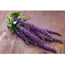 Semillas de salvia de hoja ancha (100% Heirloom/No Híbrido/No GMO). 25 semillas aproximadamente.