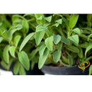 Semillas de salvia de hoja ancha (100% Heirloom/No Híbrido/No GMO). 25 semillas aproximadamente.