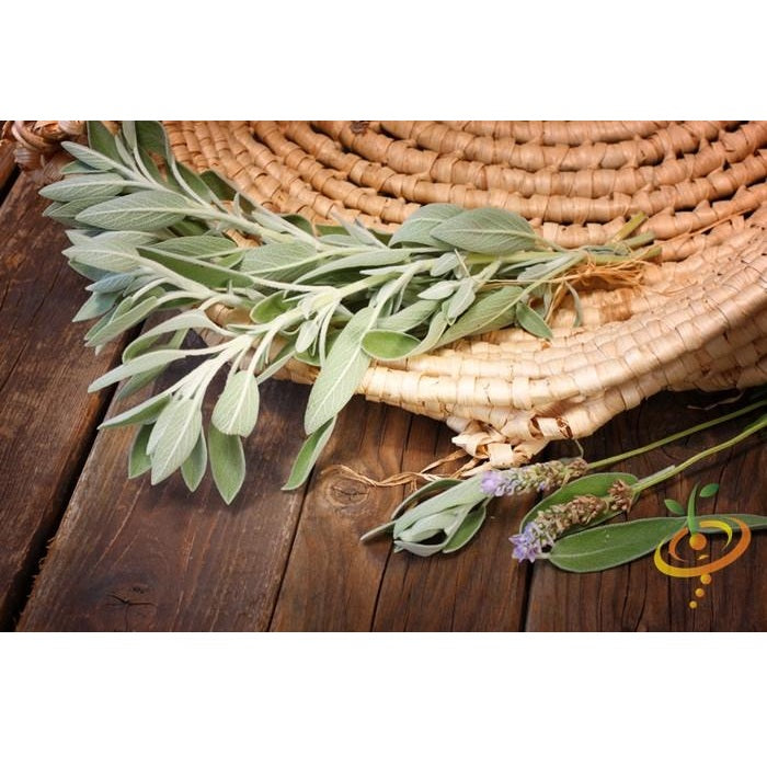 Semillas de salvia de hoja ancha (100% Heirloom/No Híbrido/No GMO). 25 semillas aproximadamente.