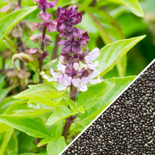 Semillas de albahaca, Canela (100% Heirloom/No Híbrido/No GMO). 50 semillas aproximadamente.