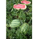 Semillas de sandia jubileo. 10 semillas aproximadamente