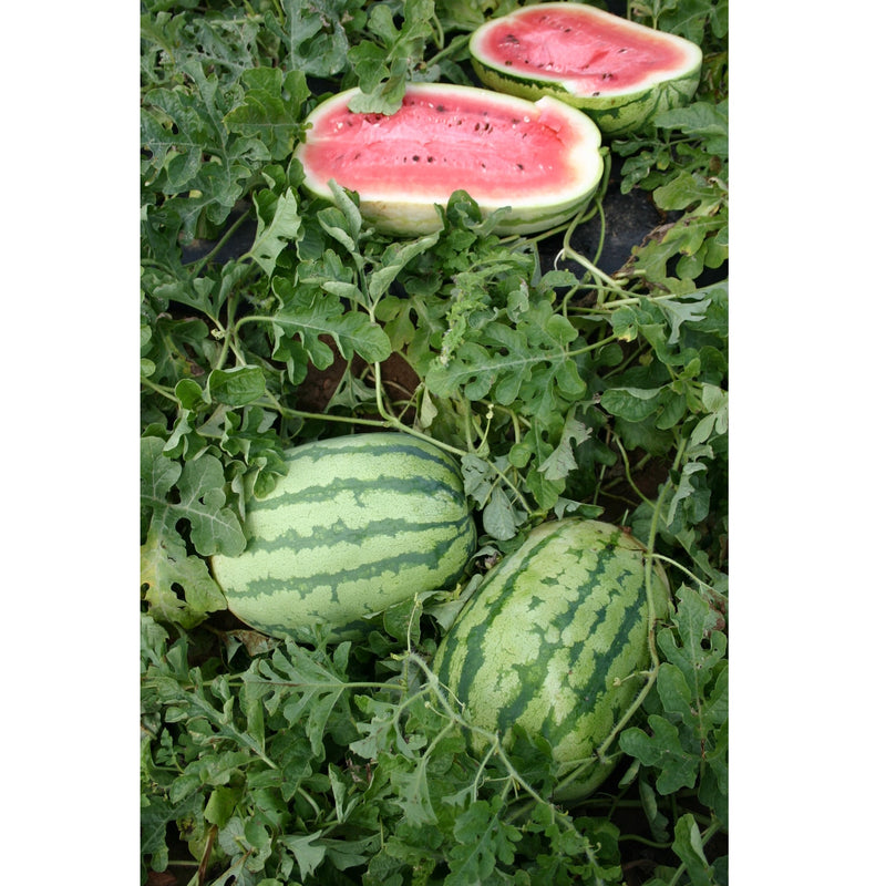 Semillas de sandia jubileo. 10 semillas aproximadamente