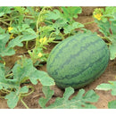 Semillas de sandia, cal sweet. 10 semillas aproximadamente