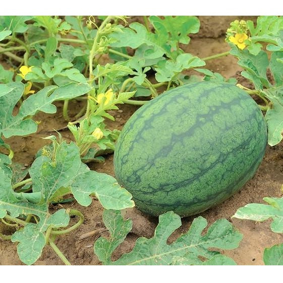 Semillas de sandia, cal sweet. 10 semillas aproximadamente