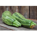 Semillas de zapallo, Cocozelle (100% Heirloom/No Híbrido/No GMO). 10 semillas aproximadamente