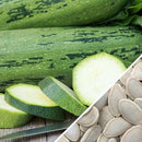 Semillas de zapallo, Cocozelle (100% Heirloom/No Híbrido/No GMO). 10 semillas aproximadamente