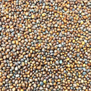 Semillas de rabano, Daikon / Minowase japonés (100% Heirloom/No Híbrido/No GMO). 120 semillas aprox.