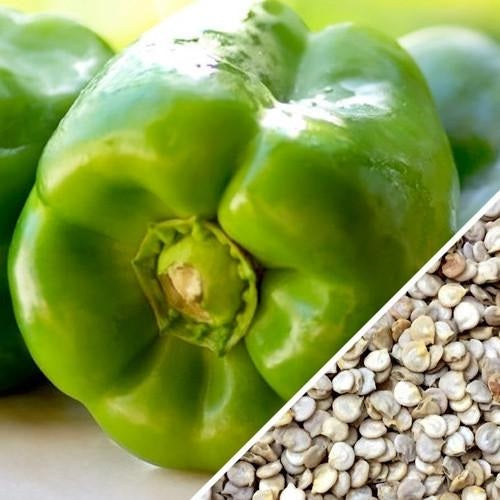 Semillas de pimenton dulce, Yolo Wonder (100% Heirloom/No Híbrido/No GMO). 15 semillas aprox.