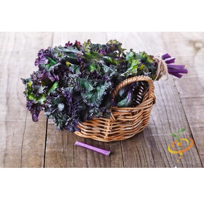 Semillas de col rizada roja, Rusa (100% Heirloom/No Híbrido/No GMO). 50 semillas aproximadamente.