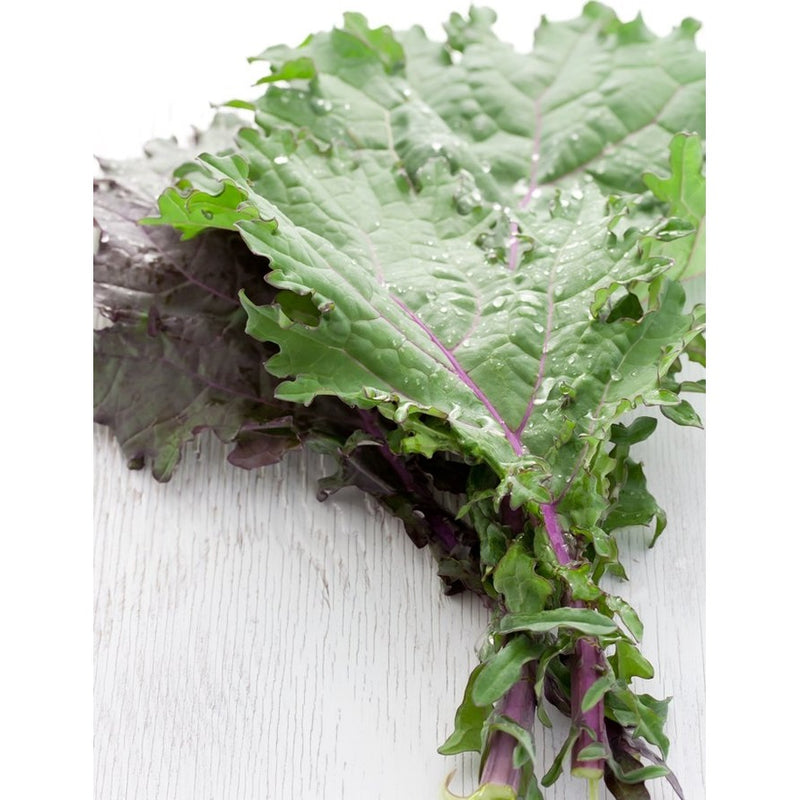 Semillas de col rizada roja, Rusa (100% Heirloom/No Híbrido/No GMO). 50 semillas aproximadamente.