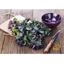 Semillas de col rizada roja, Rusa (100% Heirloom/No Híbrido/No GMO). 50 semillas aproximadamente.