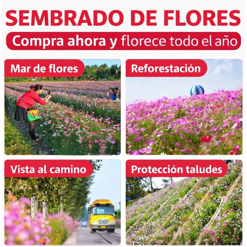 Semillas de Flores Silvestres Mix 4 Estaciones (1000 Semillas) + 1 fertilizante para Jardín, Paisajismo y Bordes de Camino, Alta Germinación, Floración Colorida.