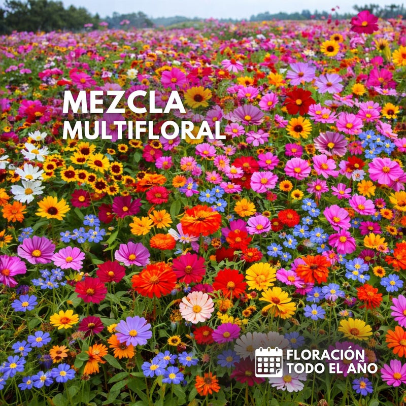 Semillas de Flores Silvestres Mix 4 Estaciones (1000 Semillas) + 1 fertilizante para Jardín, Paisajismo y Bordes de Camino, Alta Germinación, Floración Colorida.