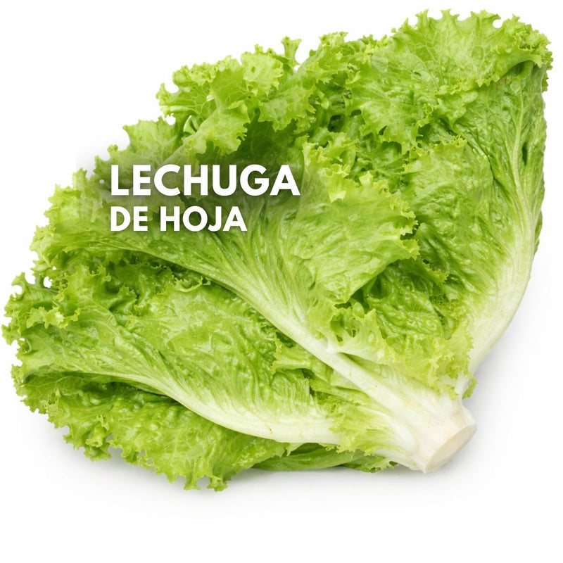 Semillas de Lechuga de Hoja 2000 Semillas Aprox. Para Cultivos, Huertos Y Jardinería.