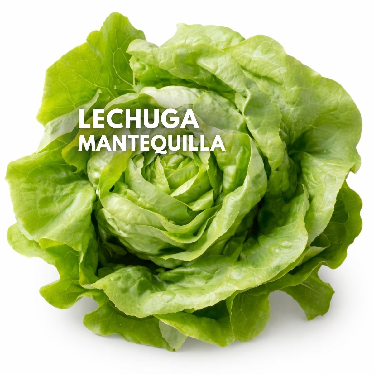 Semillas de Lechuga Mantequilla 2000 Semillas Aprox. Para Cultivos, Huertos Y Jardinería.