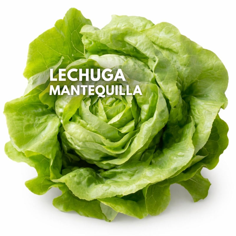 Semillas de Lechuga Mantequilla 2000 Semillas Aprox. Para Cultivos, Huertos Y Jardinería.