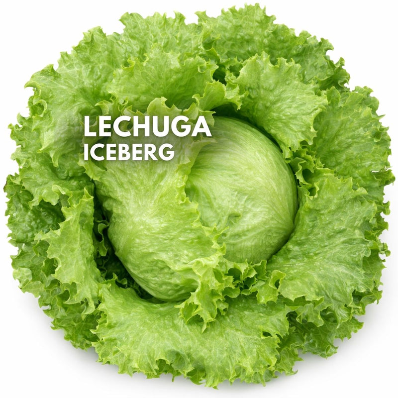 Semillas de Lechuga Iceberg 2000 Semillas Aprox. Para Cultivos, Huertos Y Jardinería.