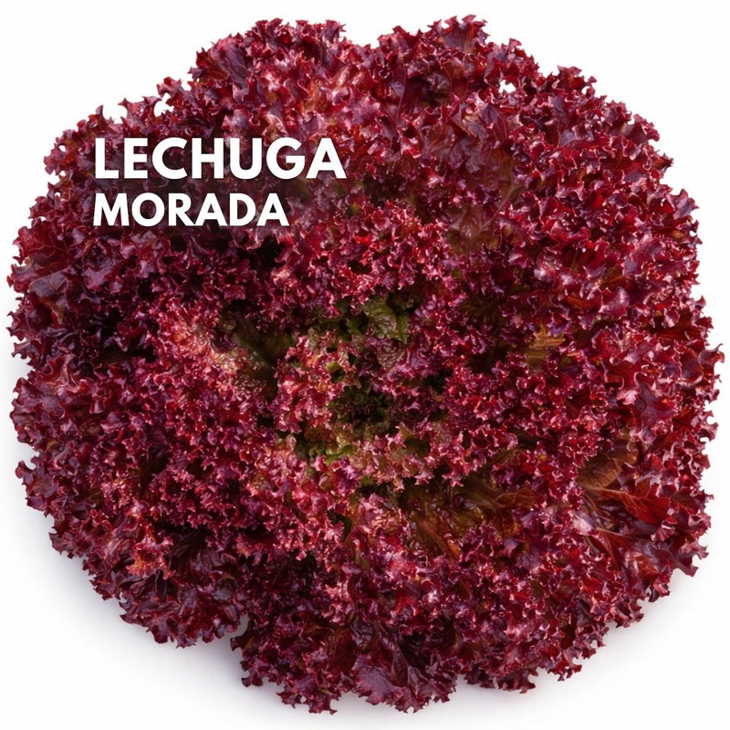 Semillas de Lechuga Morada Hoja Rizada. 2000 semillas Aprox. Para Cultivos, Huertos Y Jardinería.