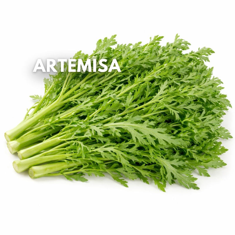 Semillas de Artemisa (Artemisia) 2000 Semillas Aprox. Planta Aromática y Medicinal Ideal para Huertos y Jardinería