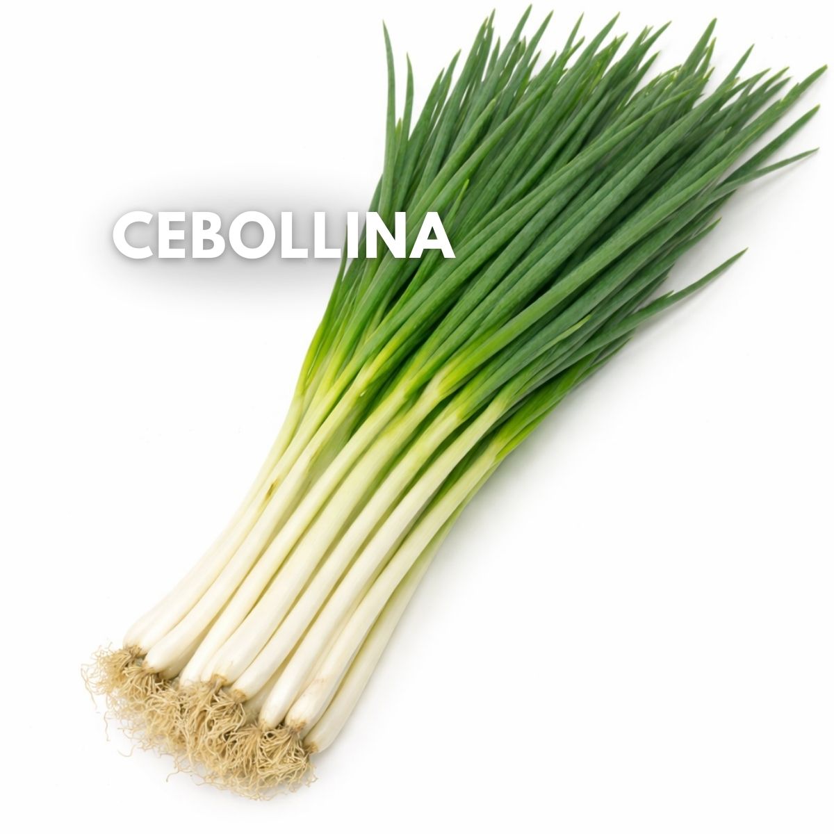 Semillas de Cebollina. Cebollín (Cebolla Larga) 5g (1000 semillas aprox) Ideal para Huerto y Cultivo Hidropónico. Uso Culinario