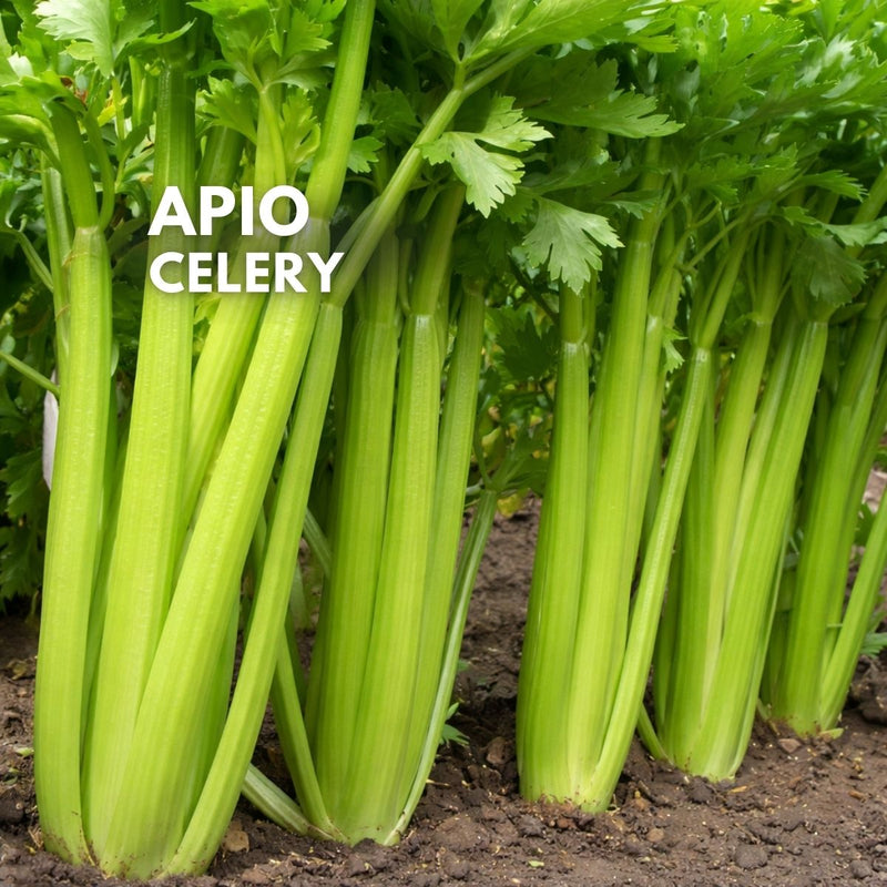 Semillas de Apio (Celery) para Huerto y Cultivo. 2000 Semillas Aprox.Vegetal Fresco para Cocina