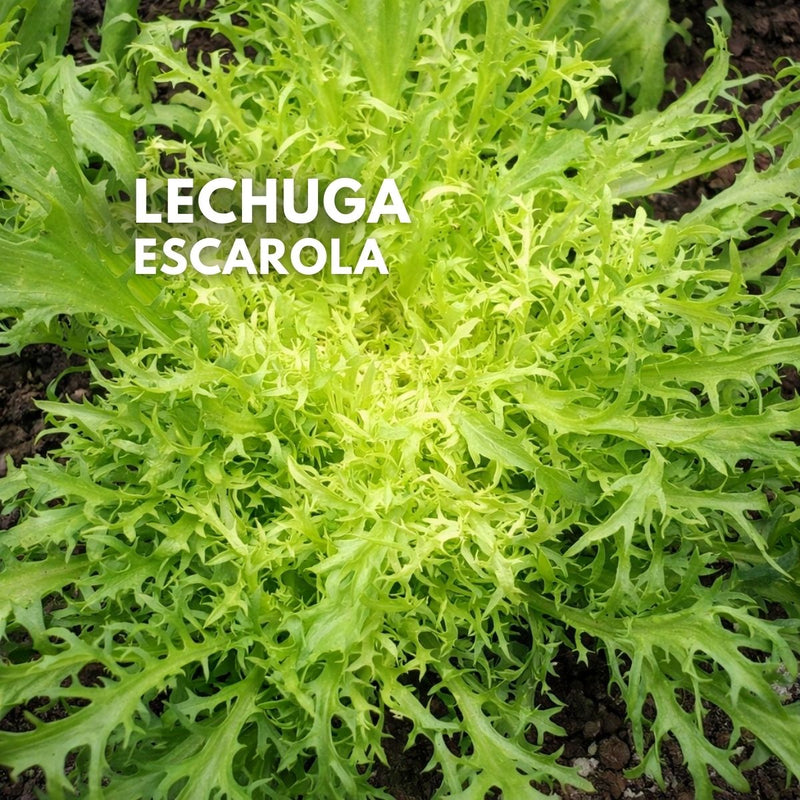 Semillas de Lechuga Frisée (Escarola Rizada). Achicoria Australiana. Variedad Gourmet para Ensaladas. 800 semillas Aprox. Para Cultivos, Huertos Y Jardinería.
