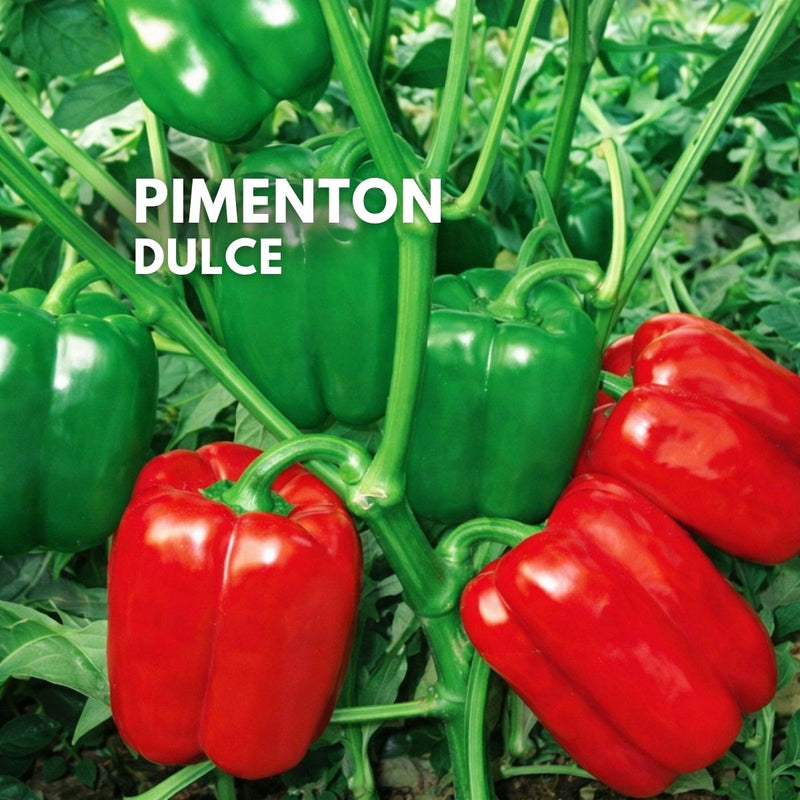 Semillas de Pimentón Dulce Rojo y Verde 500 semillas Aprox. Para Cultivos, Huertos Y Jardinería.