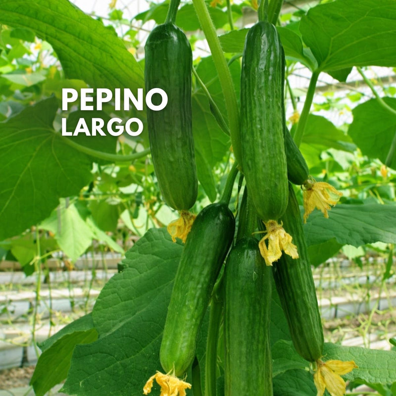 Semillas de Pepino para Siembra Variedad de Fruto Largo Verde, Alta Germinación, Ideal para Huerto, Jardín e Invernadero (40 Semillas Aprox)