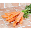 Semillas de zanahoria, Autum King (100% Heirloom/No Híbrido/No GMO). 100 semillas aproximadamente.