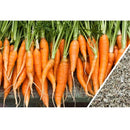 Semillas de zanahoria, Autum King (100% Heirloom/No Híbrido/No GMO). 100 semillas aproximadamente.