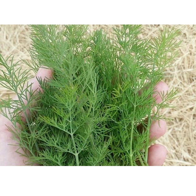 Semillas de eneldo, Ramo (100% Heirloom/No Híbrido/No GMO). 100 semillas aproximadamente.