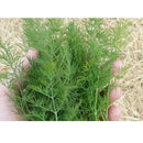 Semillas de eneldo, Ramo (100% Heirloom/No Híbrido/No GMO). 100 semillas aproximadamente.