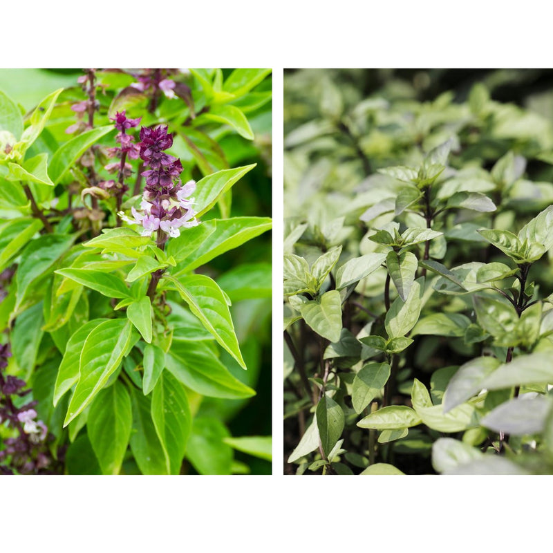 Semillas de albahaca, Canela (100% Heirloom/No Híbrido/No GMO). 50 semillas aproximadamente.