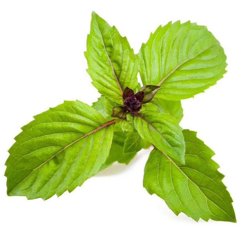 Semillas de albahaca, Canela (100% Heirloom/No Híbrido/No GMO). 50 semillas aproximadamente.