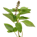 Semillas de albahaca, Canela (100% Heirloom/No Híbrido/No GMO). 50 semillas aproximadamente.