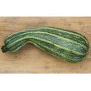 Semillas de zapallo, Cocozelle (100% Heirloom/No Híbrido/No GMO). 10 semillas aproximadamente