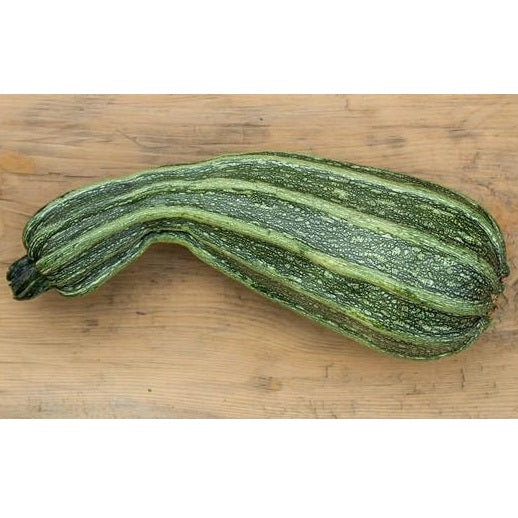 Semillas de zapallo, Cocozelle (100% Heirloom/No Híbrido/No GMO). 10 semillas aproximadamente