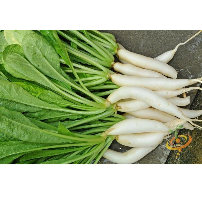 Semillas de rabano, Daikon / Minowase japonés (100% Heirloom/No Híbrido/No GMO). 120 semillas aprox.