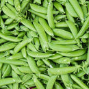 Semillas de guisantes wando (100% Heirloom/No Híbrido/No GMO). 15 semillas aproximadamente.