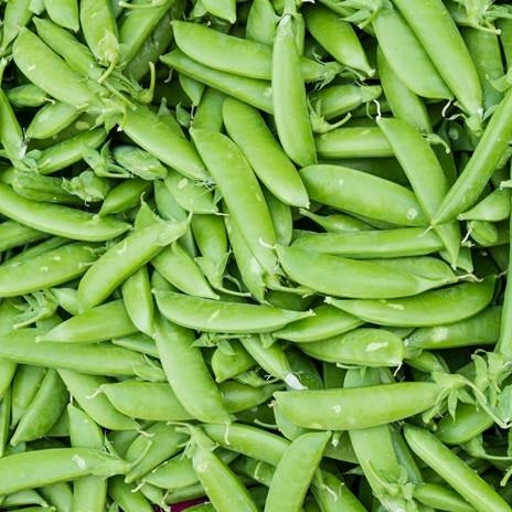 Semillas de guisantes wando (100% Heirloom/No Híbrido/No GMO). 15 semillas aproximadamente.
