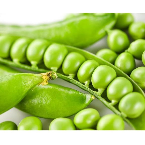 Semillas de guisantes wando (100% Heirloom/No Híbrido/No GMO). 15 semillas aproximadamente.