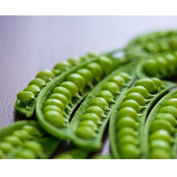 Semillas de guisantes wando (100% Heirloom/No Híbrido/No GMO). 15 semillas aproximadamente.