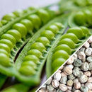 Semillas de guisantes wando (100% Heirloom/No Híbrido/No GMO). 15 semillas aproximadamente.