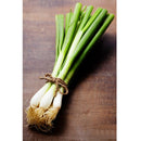 Semillas de cebollin, Lisbon (100% Heirloom/No Híbrido/No GMO). 100 semillas aproximadamente.