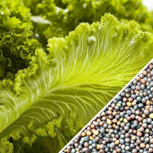 Semillas de hojas de mostaza, Green Wave (100% Heirloom/No Híbrido/No GMO). 30 semillas aprox.