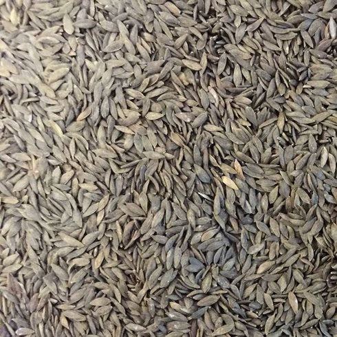 Semillas de lechuga, All Year (100% Heirloom/No Híbrido/No GMO). 200 semillas aproximadamente.