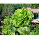 Semillas de lechuga, All Year (100% Heirloom/No Híbrido/No GMO). 200 semillas aproximadamente.