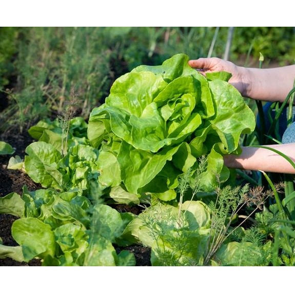 Semillas de lechuga, All Year (100% Heirloom/No Híbrido/No GMO). 200 semillas aproximadamente.