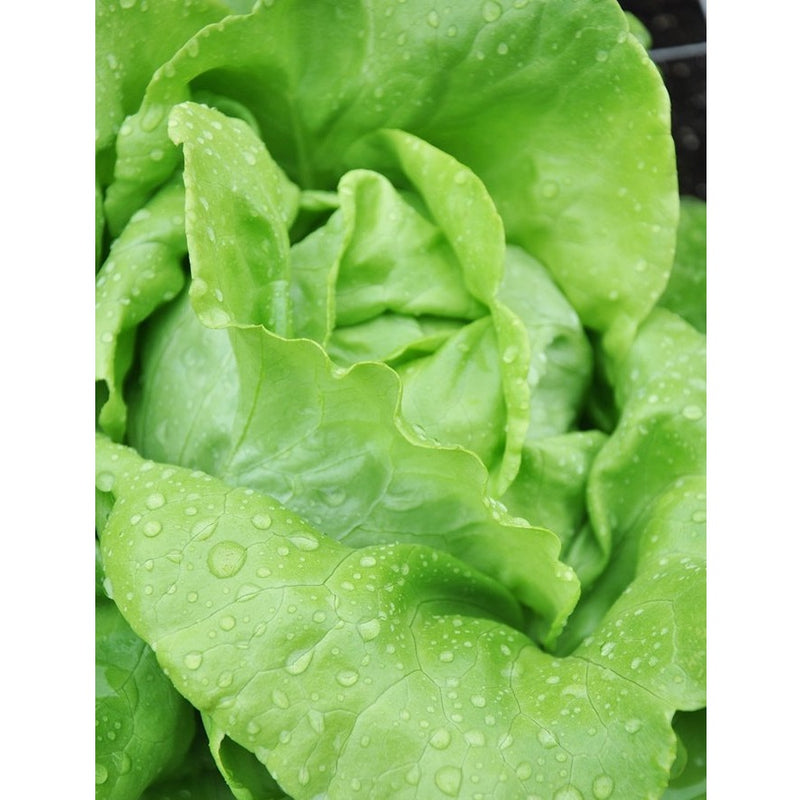 Semillas de lechuga, All Year (100% Heirloom/No Híbrido/No GMO). 200 semillas aproximadamente.